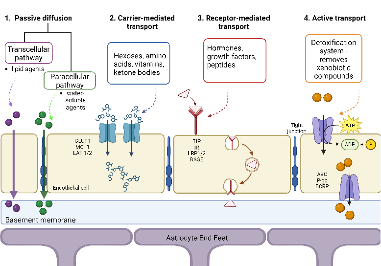 A comparative overview of different blood-brain barrier crossing strategies is presented, including receptor-mediated transcytosis, adsorptive transcytosis, and focused ultrasound approaches for drug delivery.
