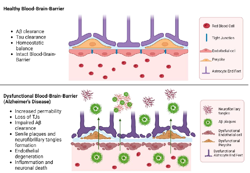 A schematic timeline of Alzheimer's disease progression alongside potential intervention windows for antioxidant and BBB-targeting drug delivery systems is shown, emphasizing early intervention strategies.