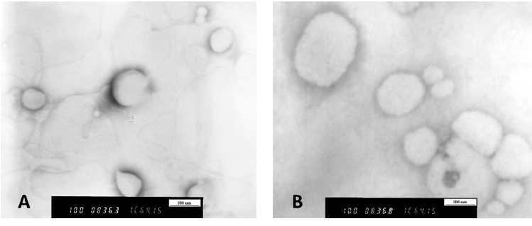 Figure 2. Transmission electron microscopic, TEM, images of mucopenetrative liposomes (A). MP3, cationic liposomes with Pluronic F-127 (B). MP1, neutral liposomes with Pluronic F-127. For formulations’ composition, refer to Table 1.