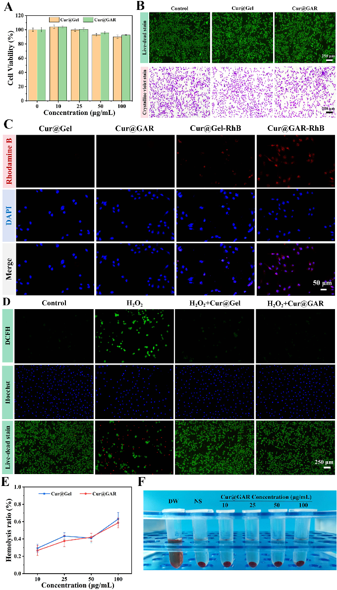 Figure 3 (A) Viability of SH-SY5Y cells treated with varying amounts of Cur@Gel NPs and Cur@GAR NPs in CCK-8 assay. (B) Pictures of live-dead cell staining and crystal violet staining of SH-SY5Y cells treated with Cur@Gel NPs and Cur@GAR NPs. (C) Internal
