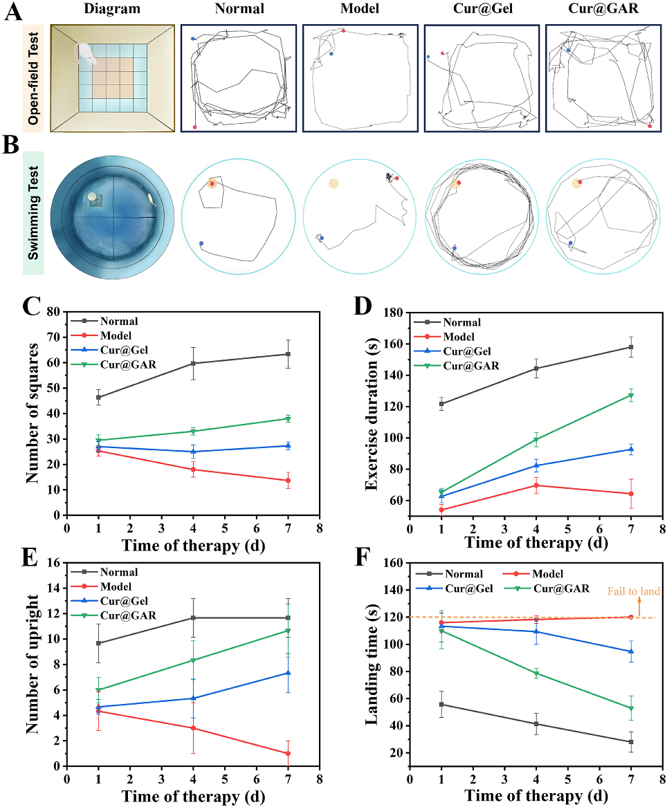 Figure 4 (A) Schematic diagram and movement trajectories of experimental rats of the open field test and (B) the swimming test. (C) Number of squares, (D) exercise duration and (E) number of uprights of experimental rats in the open field experiment. (F) 