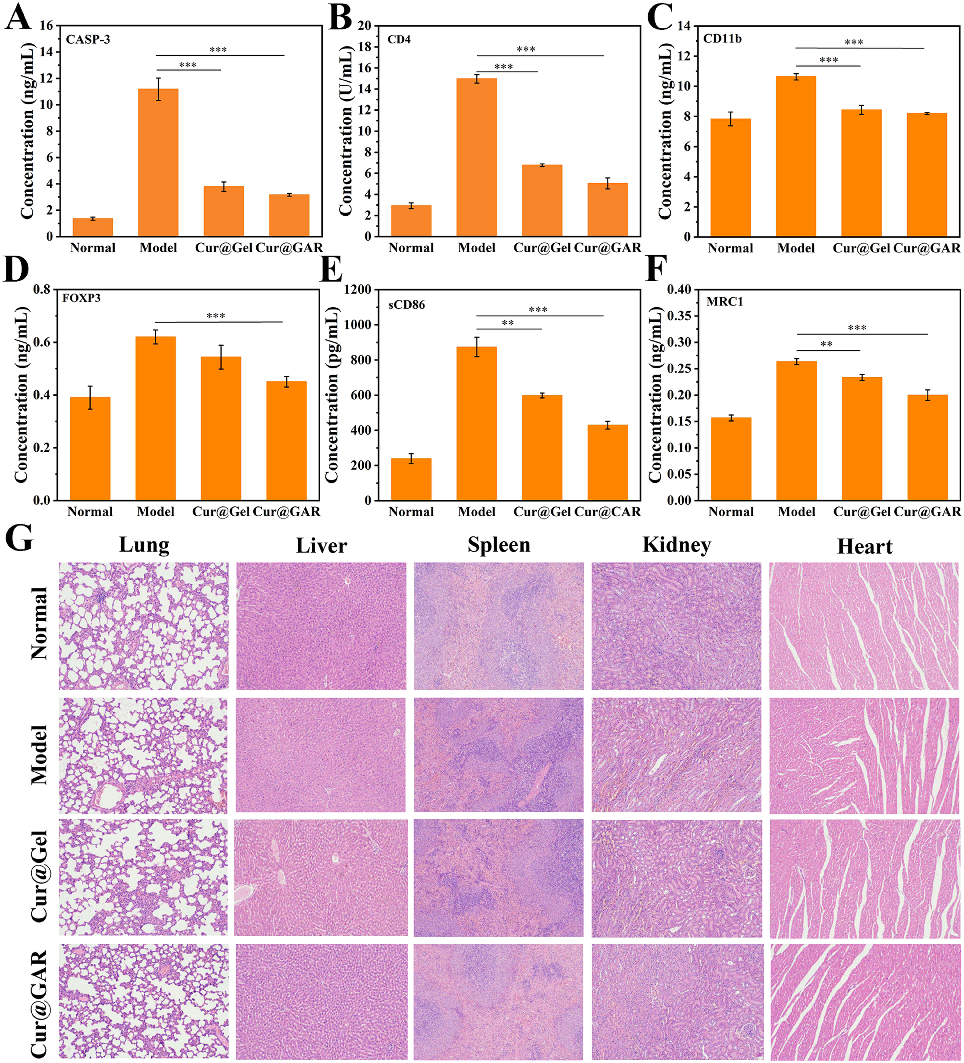 Figure 6 Elisa assay for (A) CASP-3, (B) CD4, (C) CD11b, (D) FOXP3, (E) sCD86 and (F) MRC1 in brain tissues of experimental rats at 7 days post-surgery. (G) H&amp;E staining images of major organs of experimental rats at the end of the experiment. Signifi