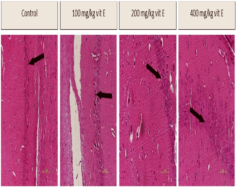 Oxidative stress biomarker measurements across vitamin E dosage groups in aged mice. The results indicate a dose-dependent reduction in oxidative damage markers, suggesting vitamin E supplementation may attenuate age-related oxidative stress.