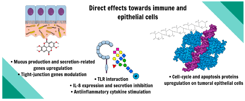 Figure 6. Direct effects observed of prebiotics in both immune and epithelial cells.