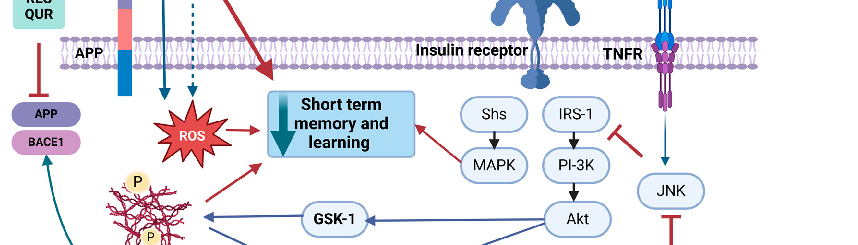 Schematic representation highlighting the mechanisms underlying mechanisms Linking Obesity, Insulin Resistance, and Alzheimer's Disease and their potential therapeutic implications.
