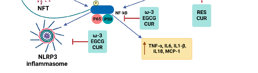 Summary of the mechanistic effects of dietary ω-3 fatty acids and polyphenols on the amyloidogenic pathway. In the context of obesity, IR, and the presence of Aβ, inflammatory pathways are upregulated.