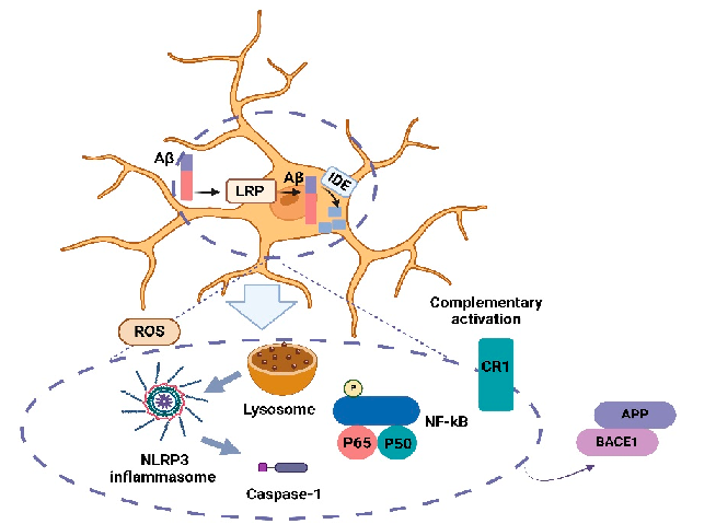 Brain microglia activation in AD. Microglia are eﬀective in Aβ clearance, neuroinﬂammation, and the production and aggregation of Aβ.