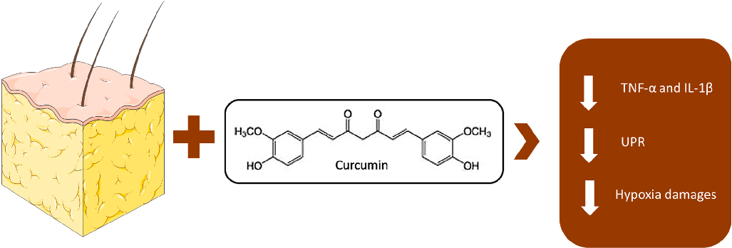 Diagram illustrating the key biological concepts related to curcumin Modulation of the Gut, synthesizing evidence presented in the study.