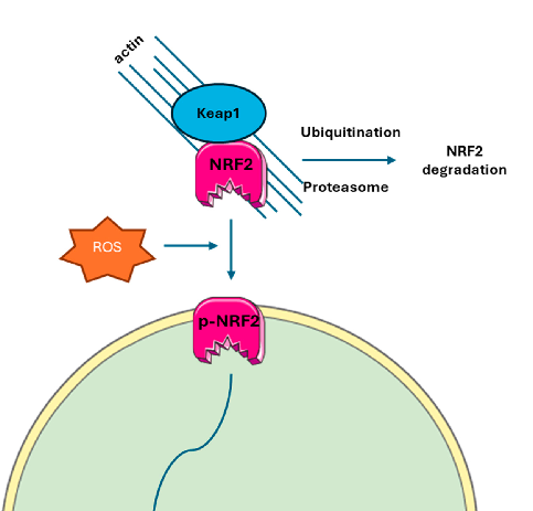 Illustrative overview of the mechanisms involved in curcumin Modulation of the Gut, depicting key molecular and cellular pathways.