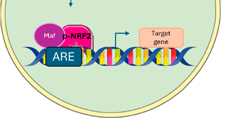 The Keap1-NRF2 pathway. Under normal conditions, Keap1 behaves as a negative regulator of NRF2, preventing its activation and thereby inhibiting its antioxidant response.