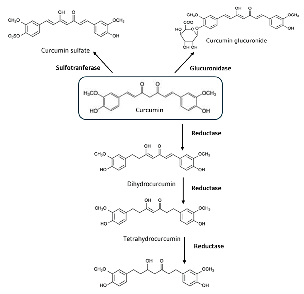 Conceptual diagram summarizing the relationship between curcumin Modulation of the Gut and the biological processes described in this research.