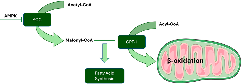 Schematic representation highlighting the mechanisms underlying curcumin Modulation of the Gut and their potential therapeutic implications.