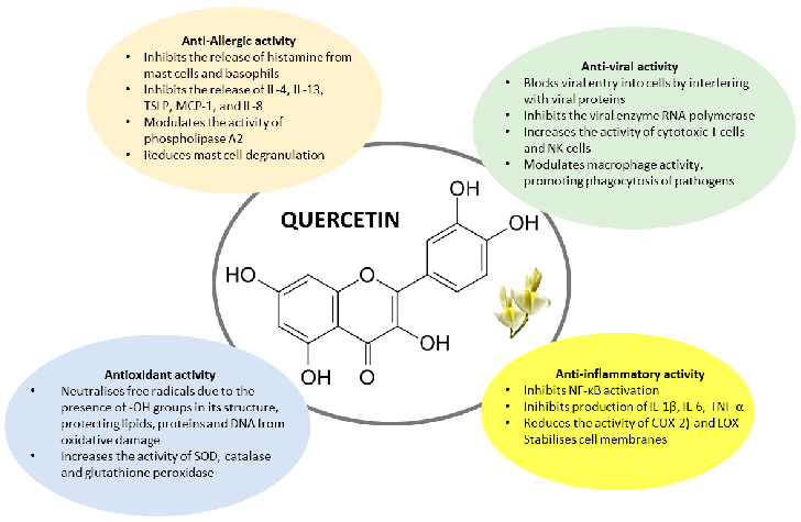 Chemical structure of quercetin and illustration of its mechanisms of action, including anti-inflammatory, antioxidant, and immunomodulatory pathways relevant to allergic conditions.