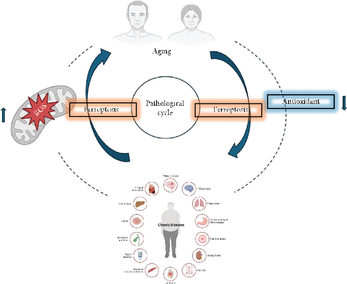 Visual summary of the pathways and interactions relevant to modulating Ferroptosis in Aging: The Therapeutic Potential of Natural Products, as discussed in the context of aging is a multifactorial process driven by accumulating cellular damage.