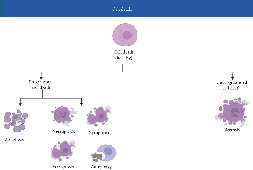 Schematic representation highlighting the mechanisms underlying modulating Ferroptosis in Aging: The Therapeutic Potential of Natural Products and their potential therapeutic implications.