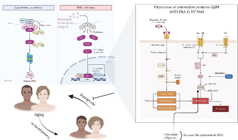 Experimental results examining modulating Ferroptosis in Aging: The Therapeutic Potential of Natural Products, with data points illustrating key findings related to aging is a multifactorial process driven by accumulating cellular damage.