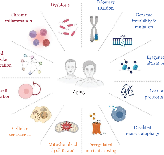 Conceptual diagram summarizing the relationship between modulating Ferroptosis in Aging: The Therapeutic Potential of Natural Products and the biological processes described in this research.