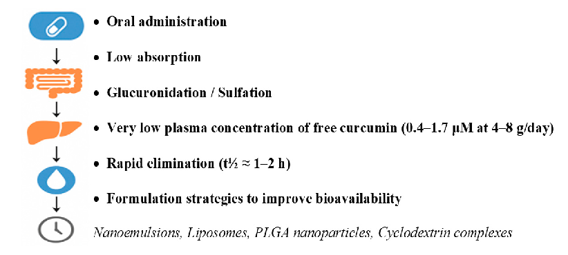 Following oral administration, curcumin demonstrates poor systemic bioavailability due to limited intestinal absorption, rapid hepatic metabolism, and swift systemic elimination [23]. Clinical pharmacokinetic studies have shown that even high oral doses (