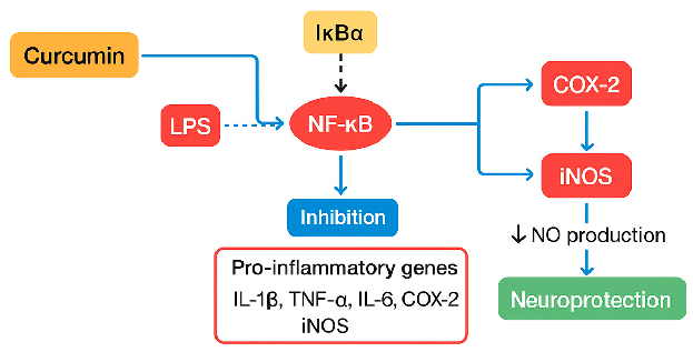 Curcumin exerts broad-spectrum anti-inflammatory effects predominantly via modulation of the nuclear factor kappa B (NF-κB) signaling pathway [70]. By inhibiting NF-κB activation, curcumin suppresses the transcription of pivotal pro-inflammatory mediators